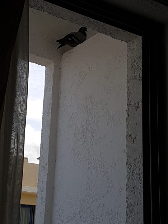 Zimmer Albatros Spa & Resort Hotel