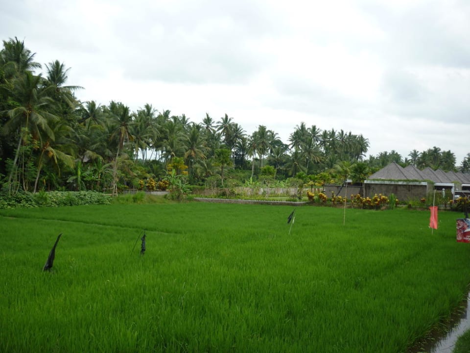 Reisfeld zwischen den beiden Anlagen Furama Villas & Spa Ubud