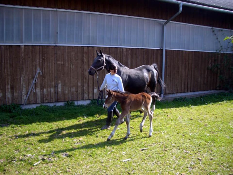 Karin mit Fohlen Hotel Reiterhof Pichler und Nebenhäuser