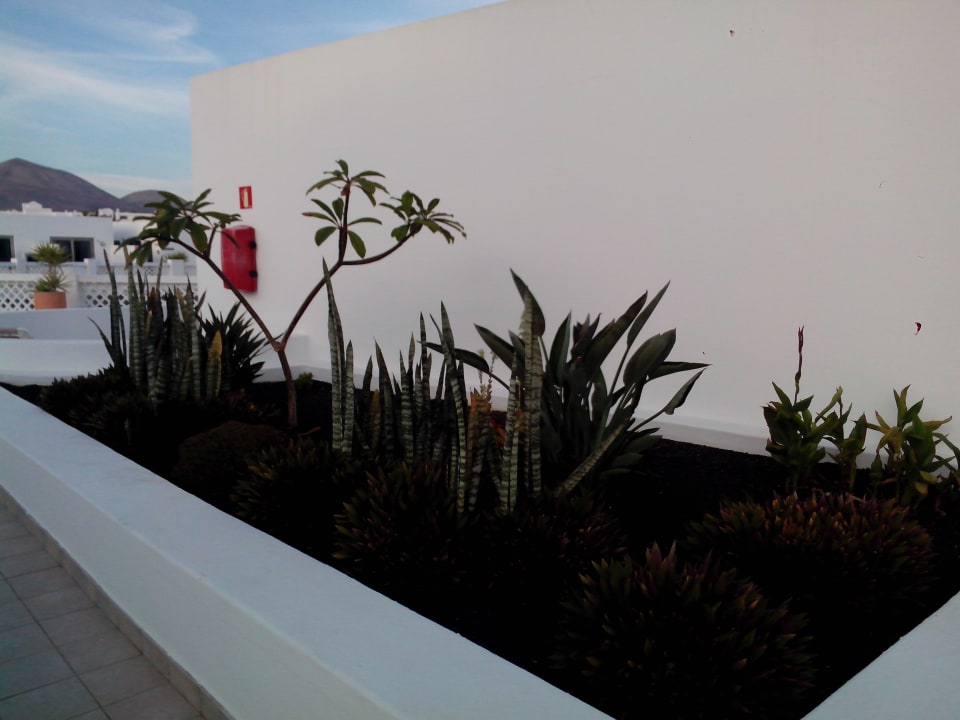 Immer alles sauber im Garten  Hotel Las Costas