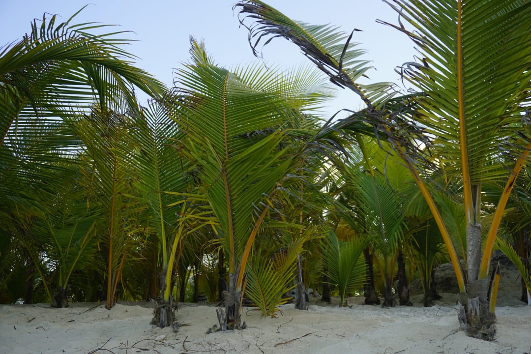 Strand Hotel Riu Republica - Adults only