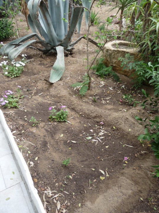 Ungepflegte Gartenanlage The Sindbad