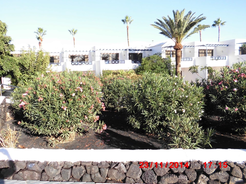 Zona oleandri Relaxia Olivina