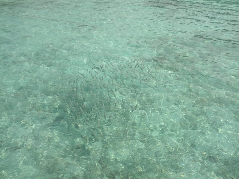 Fische bei den Wasserbungalows Villa Park Sun Island