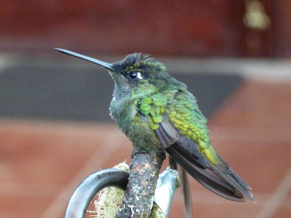 Kolibris - zum greifen nah Savegre Mountain Lodge