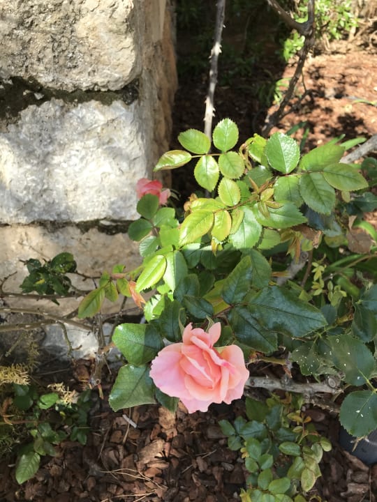 Gartenanlage Mon Port Hotel & Spa