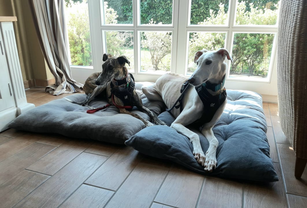 Zimmer Hotel Fleesensee Resort & Spa