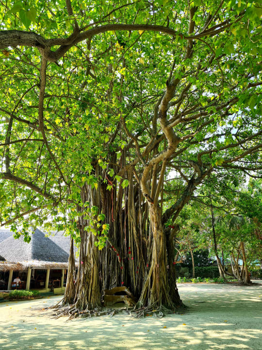 Gartenanlage Adaaran Select Hudhuran Fushi - Premium All Inclusive