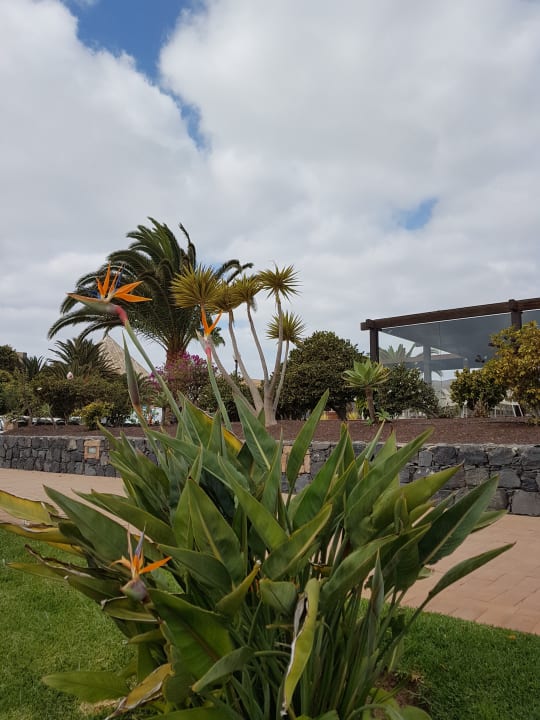 Gartenanlage Iberostar Waves Gaviotas Park