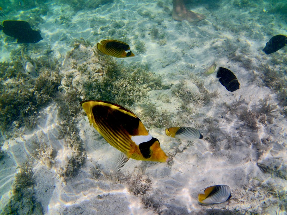 Strand Pickalbatros Sea World Resort - Marsa Alam