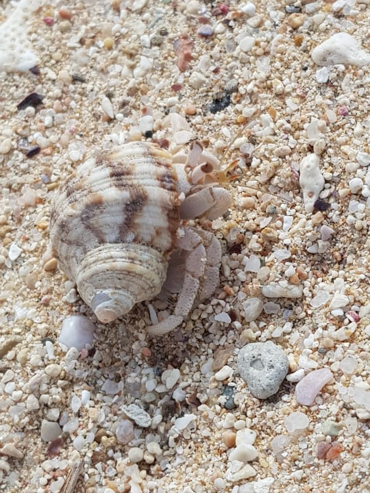 Strand Marina Resort Port Ghalib, a member of Radisson Individuals