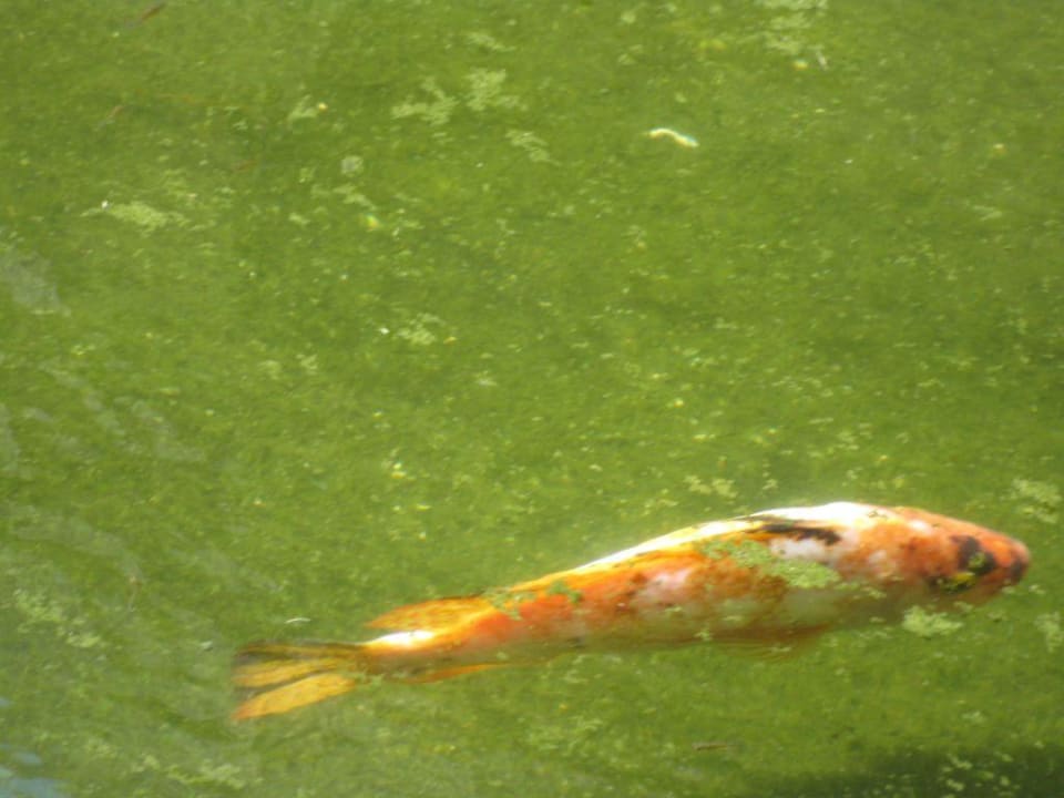 Fische Grand Palladium Select White Sand Resort & Spa