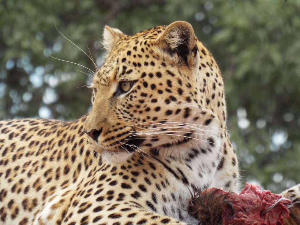 Mittagsfahrt: Leopardin Okonjima Lodge Maincamp & Bushcamp & The Villa