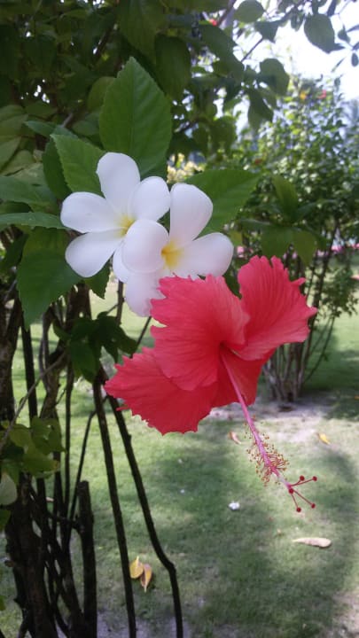 Schöne Blüten Adaaran Select Hudhuran Fushi - Premium All Inclusive