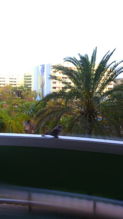 Nachmittagsbesuch auf dem Balkon Abora Buenaventura by Lopesan Hotels