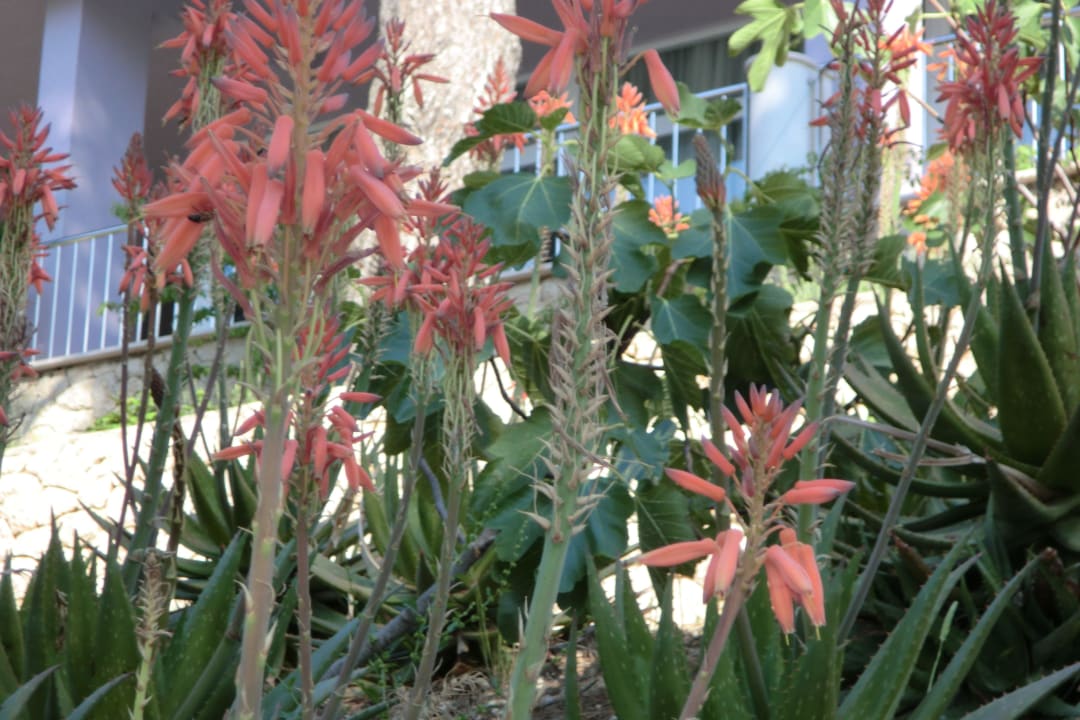 Gepflegt Hotel Aurora