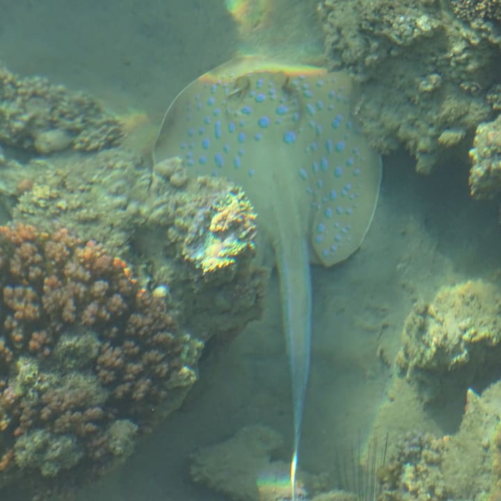 Strand Cleopatra Luxury Resort Makadi Bay