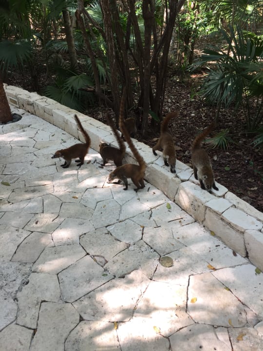 Sonstiges Catalonia Royal Tulum Beach & Spa Resort - Adults only