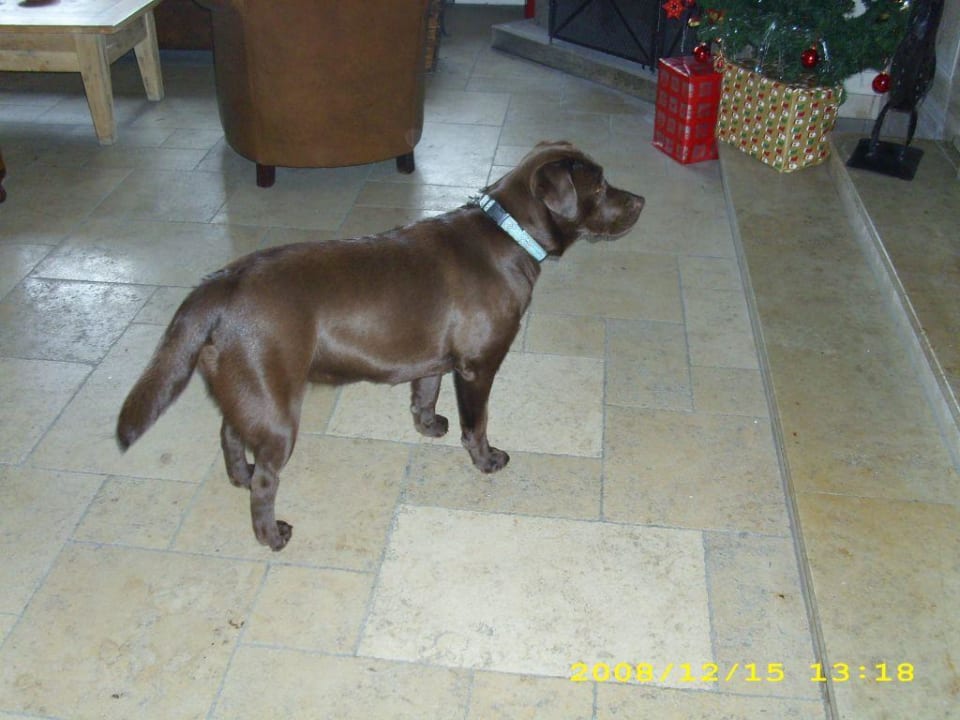 "Janka" der Hotel Hund Wellnesshotel Urihof