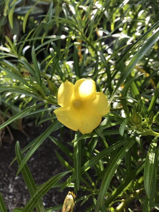 Gartenanlage Hotel Las Aguilas, Affiliated by Meliá