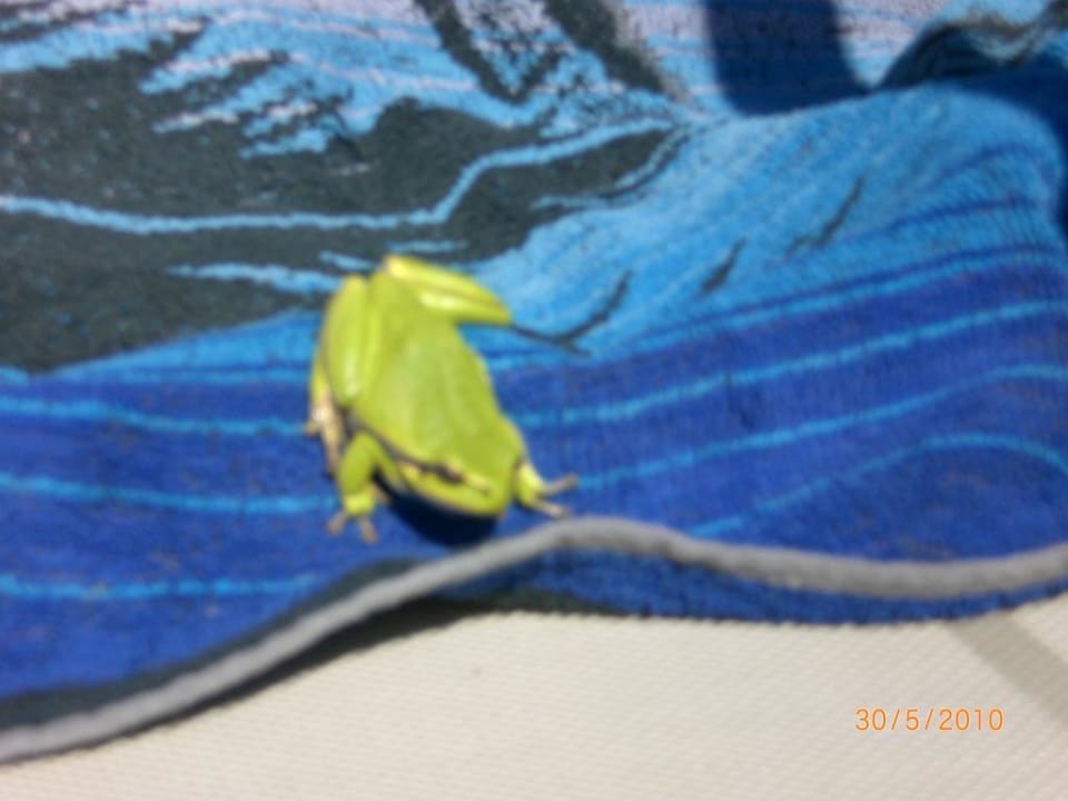 Der Grüne Frosch Atlantica Mikri Poli Rhodes