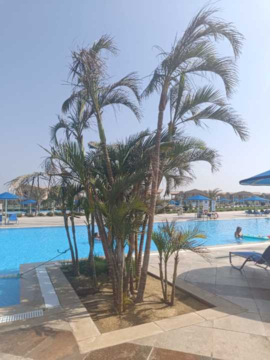 Pool Pickalbatros Sea World Resort - Marsa Alam