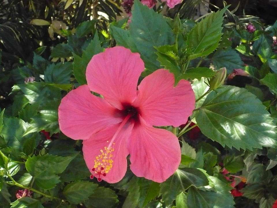 wunderschöne Blüten Mahdia Beach & Aquapark