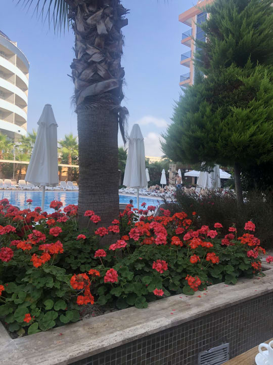 Pool Dizalya Palm Garden