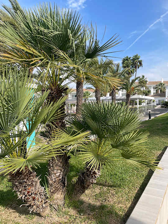 Gartenanlage Hotel Riu Chiclana