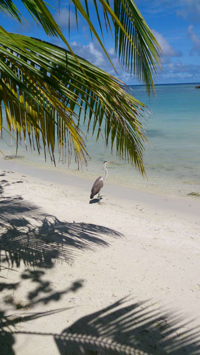 Strand Kuredu Island Resort & Spa