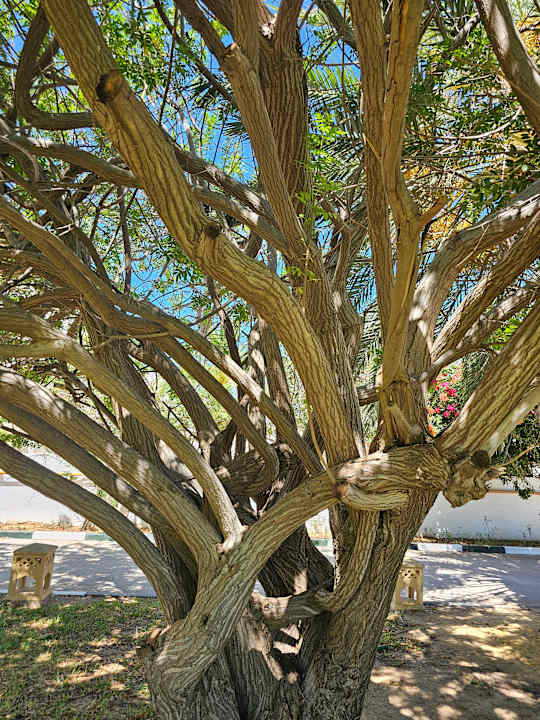 Gartenanlage Iberostar Selection Kantaoui Bay