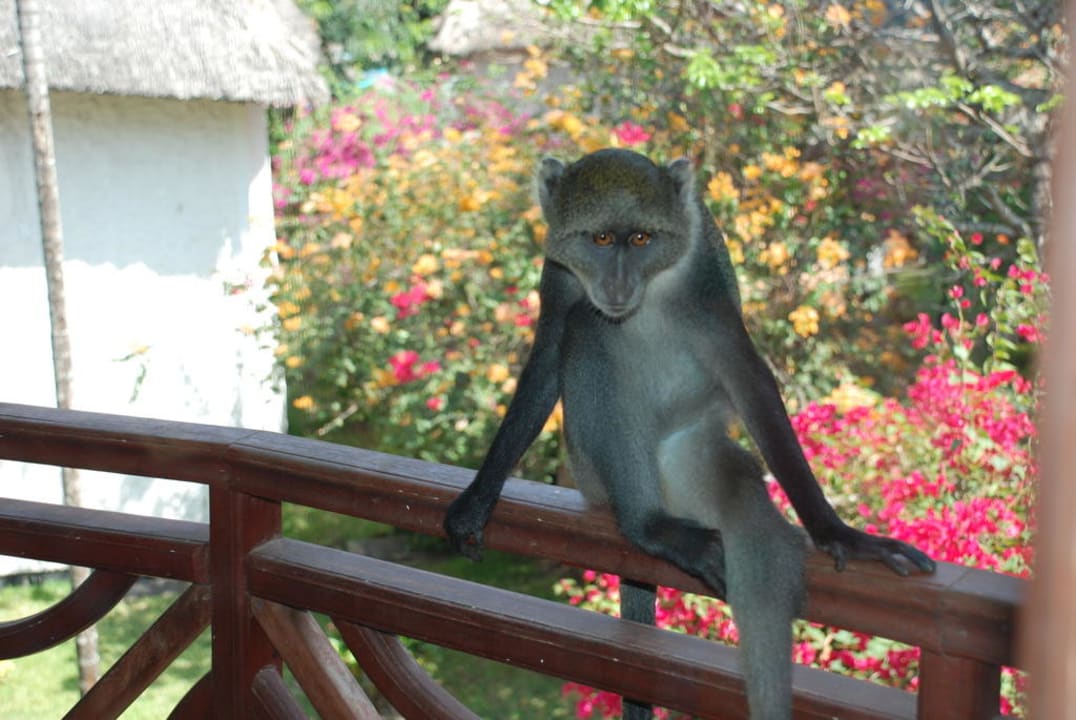 Affe am Balkongeländer Neptune Paradise Beach Resort & Spa