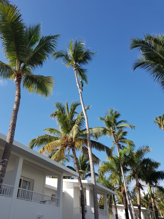 Gartenanlage Hotel Riu Bambu