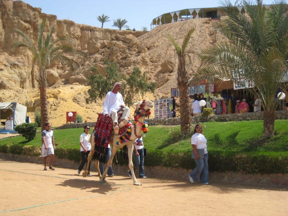 heimisches Taxi am Strand Albatros Sharm Resort