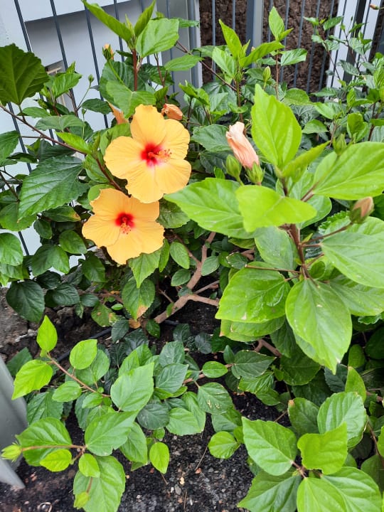 Gartenanlage Sol Fuerteventura Jandia - All Suites