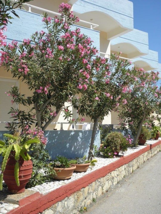 Rozkvetle zive dekorace hotelovych zdi Hotel Kathrin Beach