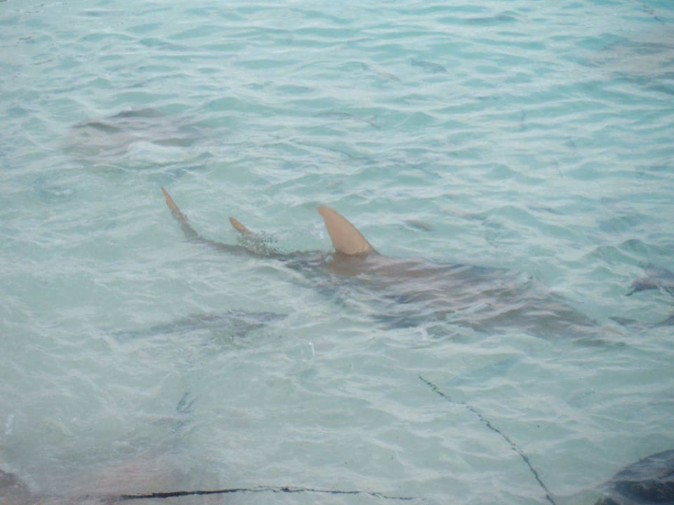 Hai NH Collection Maldives Reethi Resort