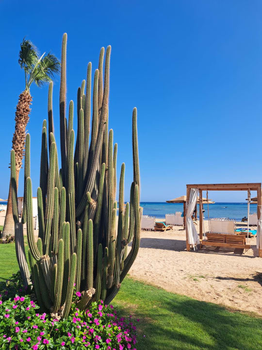 Strand Shams Prestige Abu Soma-Adults Only