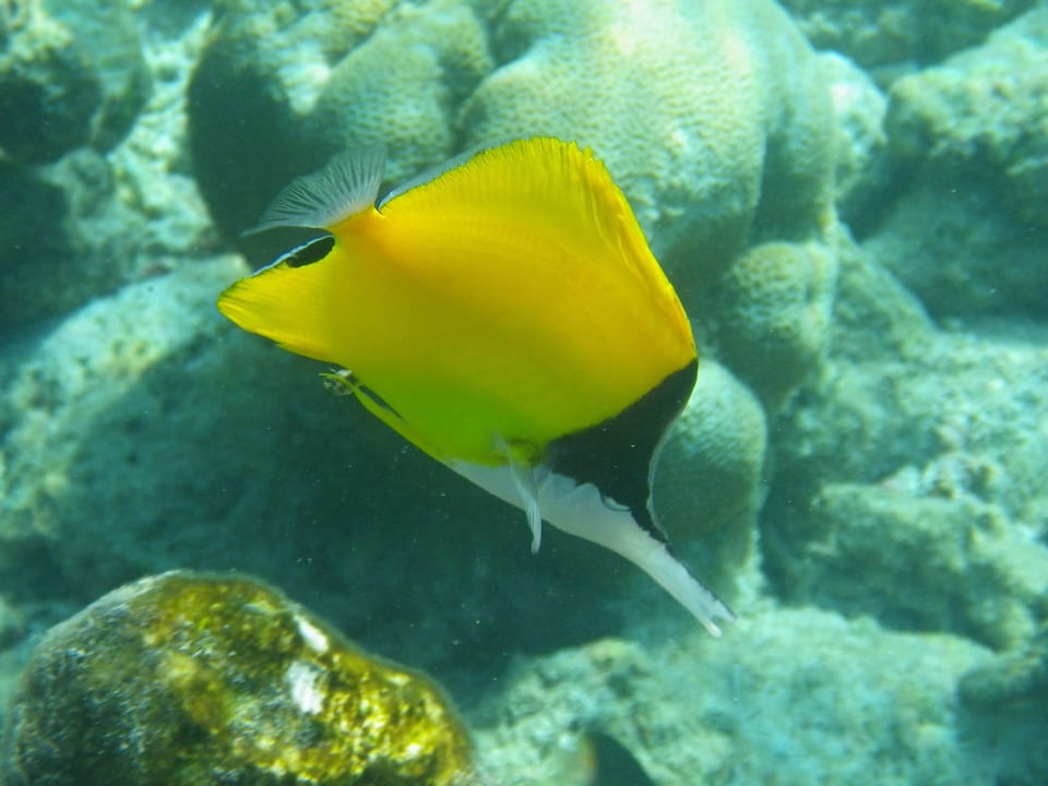 Hausriff Komandoo Island Resort & Spa - Adults only
