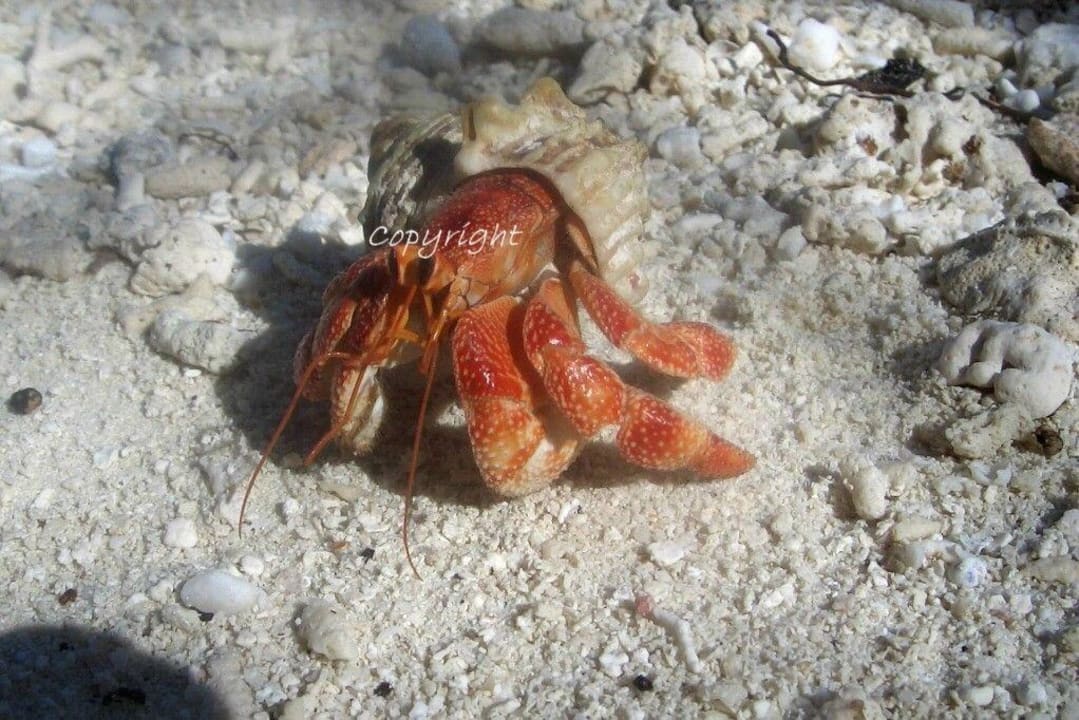 Landeinsiedlerkrebs Summer Island Maldives