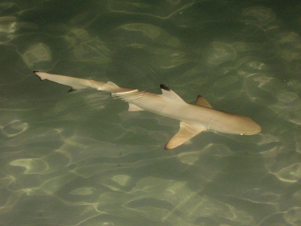 Baby-Hai Kuramathi Maldives
