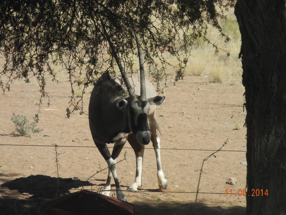 Besucher Namib Desert Lodge