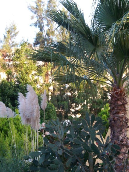 schöner Garten Alba Resort Hotel