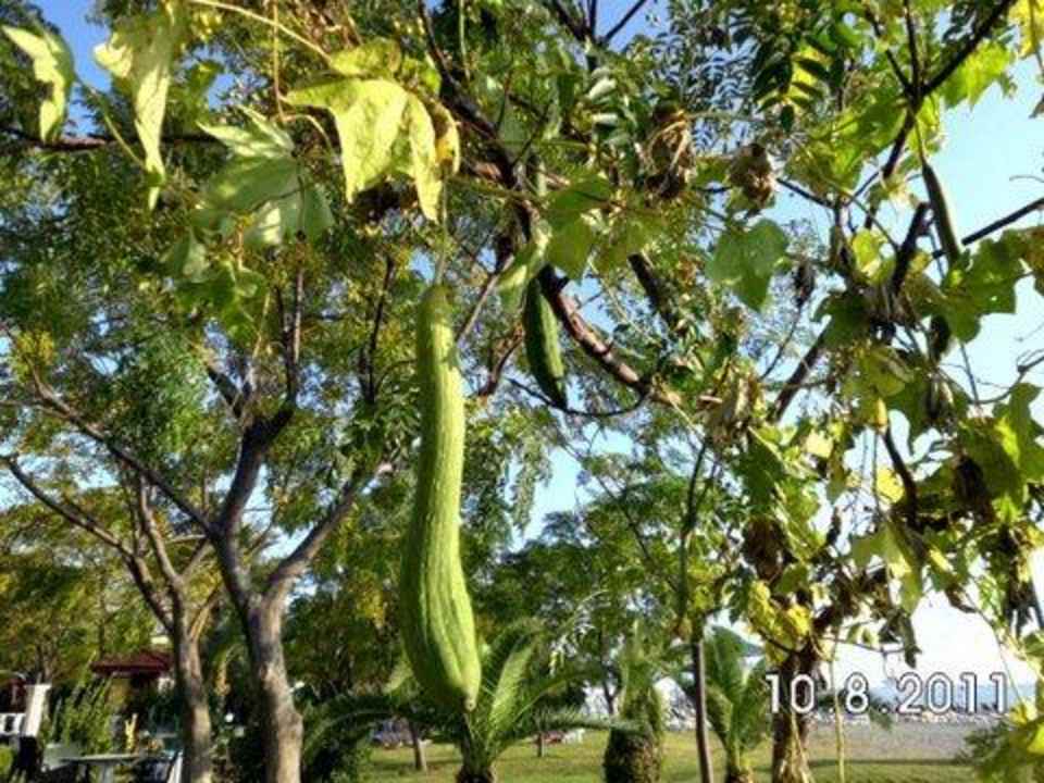 Traumhafte Gartenanlage Labranda Alantur Resort