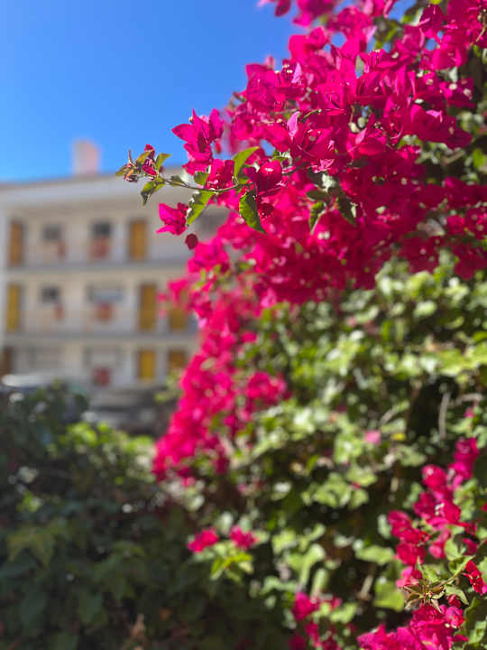 Gartenanlage Hotel Jardim do Vau