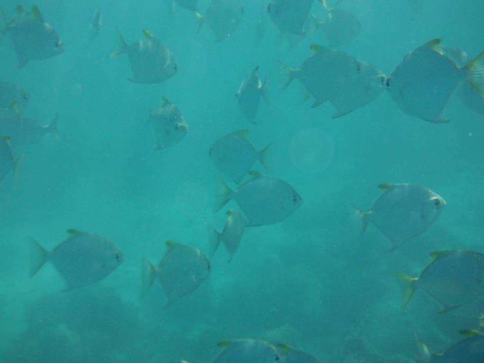 Fischschwarm Royal Zanzibar Beach Resort