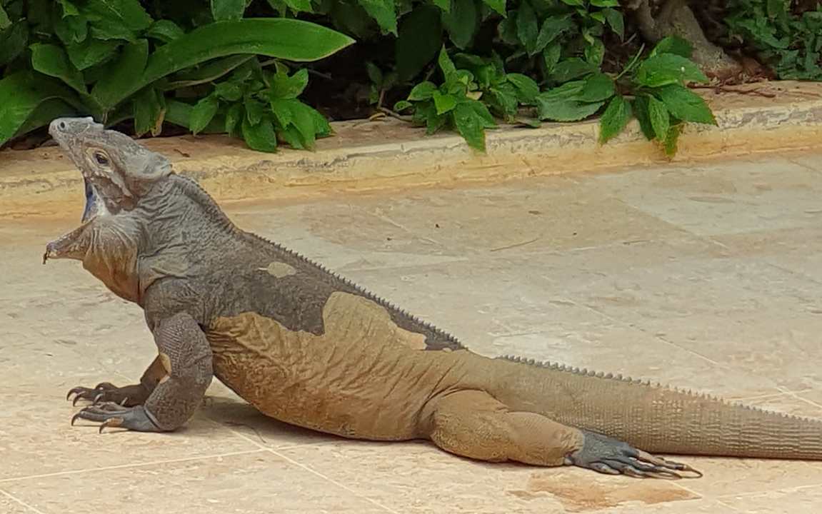 Gartenanlage Hotel Viva Dominicus Beach by Wyndham - All Inclusive Resort