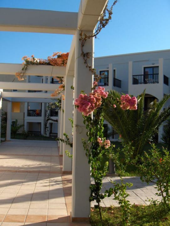Kletterpflanzen Hotel Tigaki Beach