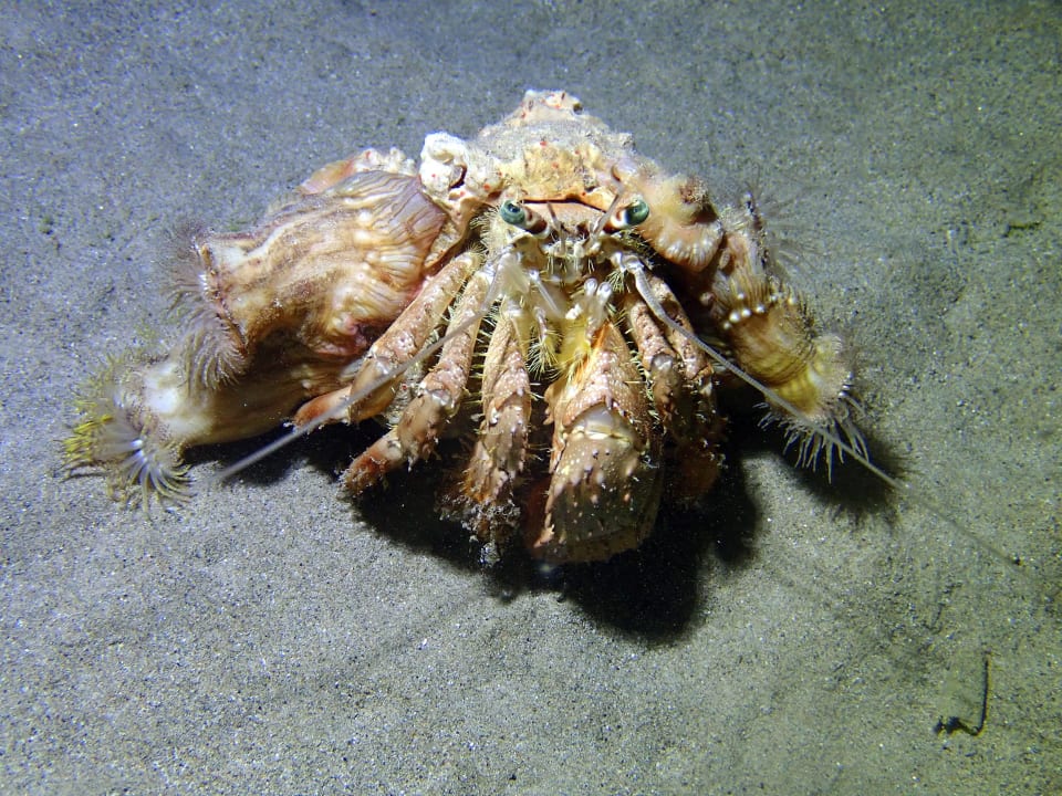 Sport & Freizeit Hotel Coral Garden