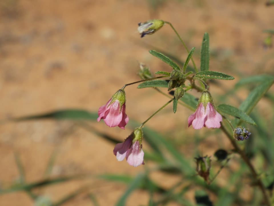 Blüten Kalahari Tented Camp